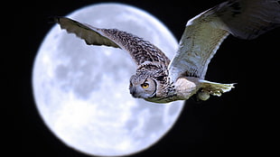 white owl with moon background HD wallpaper
